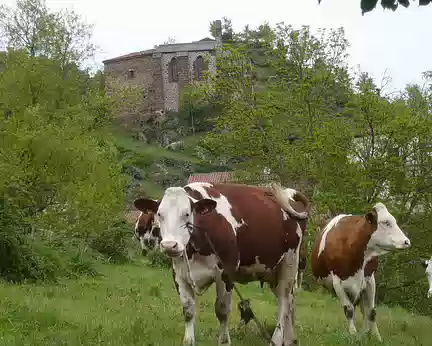 Troupeau de vaches à Peyrusse Troupeau de vaches à Peyrusse